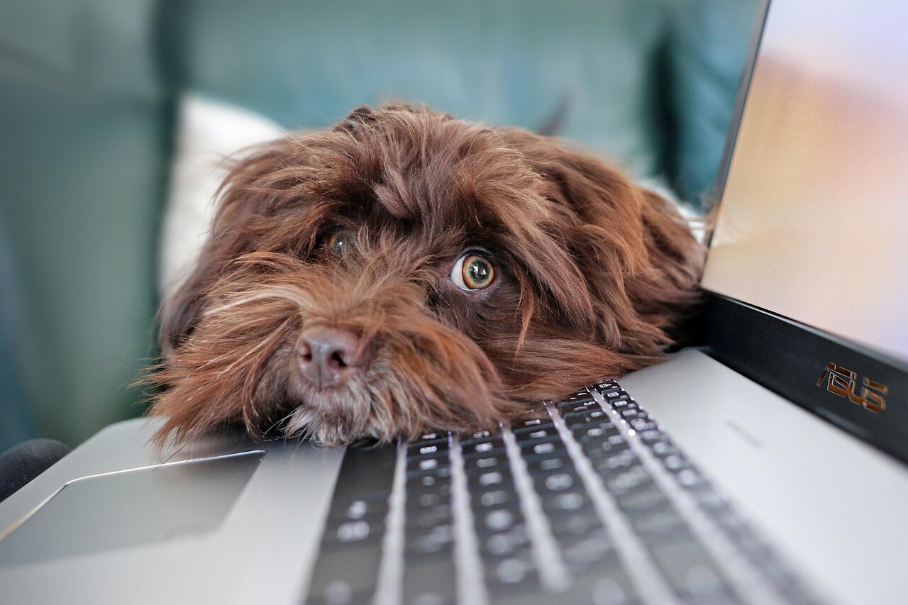dog lay on a laptop watching a teen doing micro-freelancing jobs